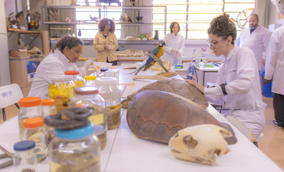 Pesquisa e ensino: Laboratório de Zoologia da UEPG tem mais de mil animais conservados