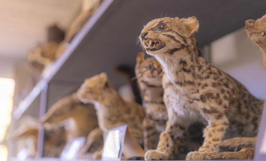 Pesquisa e ensino: Laboratório de Zoologia da UEPG tem mais de mil animais conservados