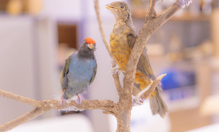 Pesquisa e ensino: Laboratório de Zoologia da UEPG tem mais de mil animais conservados