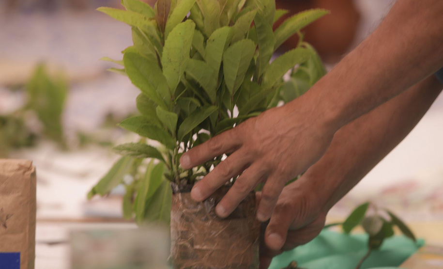 Patrimônio global: pesquisadores da UEPG atuaram no reconhecimento da erva-mate