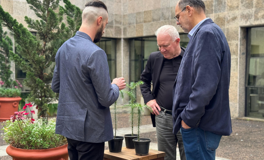 Fundação Araucária recebe três bonsais da árvore símbolo do Paraná