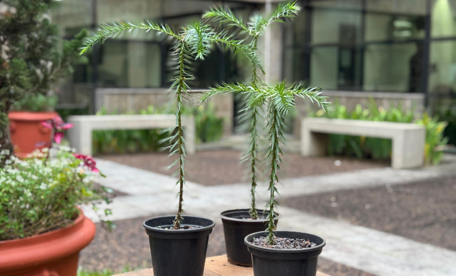 Fundação Araucária recebe três bonsais da árvore símbolo do Paraná
