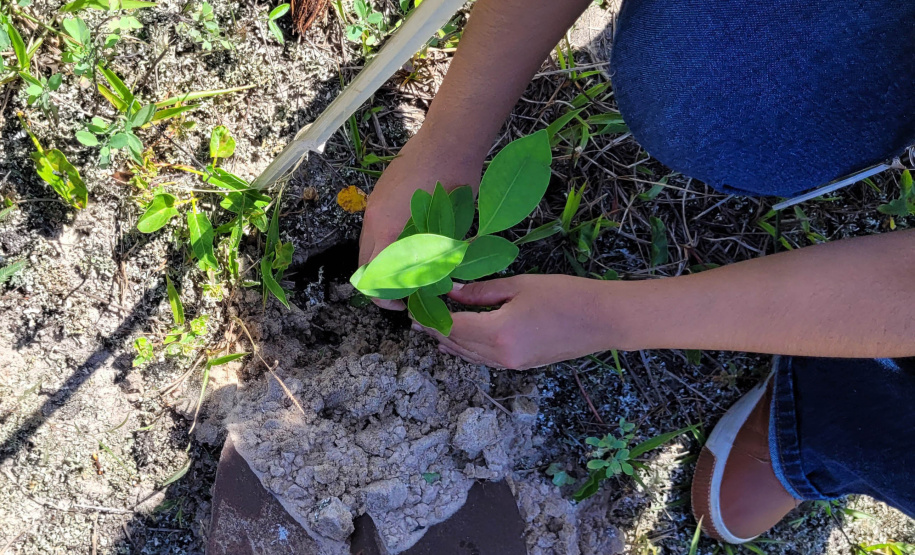 IAT estabelece parceria com a UFPR Litoral para projeto de conservação da restinga