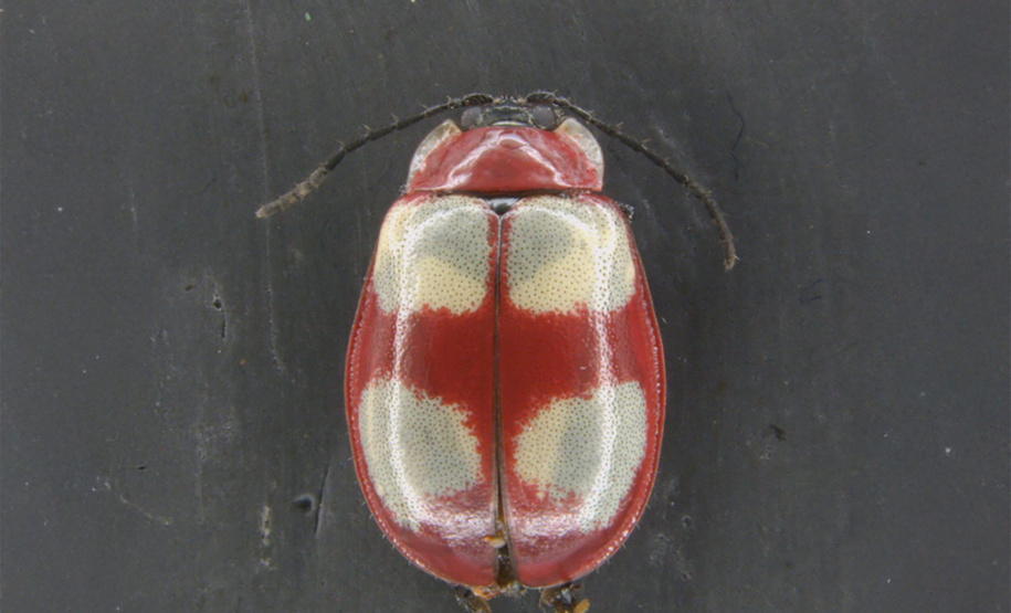 Besouro Saltador dos Campos Gerais: pesquisadores da UEPG descobrem nova espécie