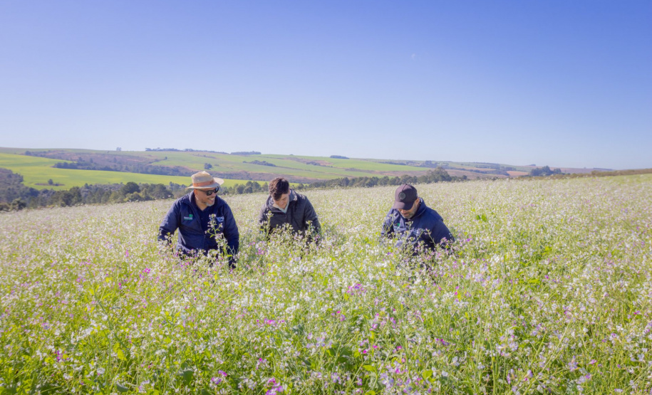Nabo é aliado de produtores como plantio de entressafra, aponta pesquisa da UEPG