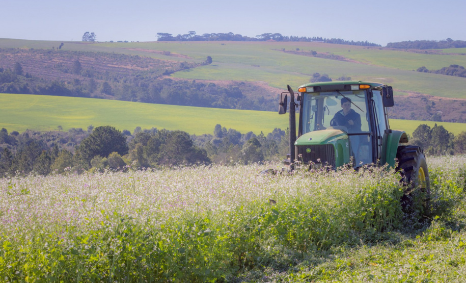 Nabo é aliado de produtores como plantio de entressafra, aponta pesquisa da UEPG