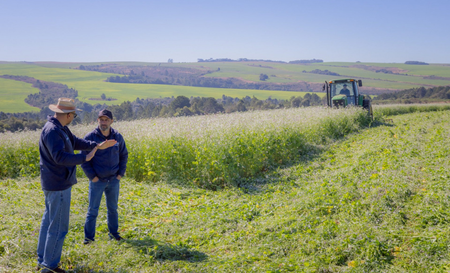 Nabo é aliado de produtores como plantio de entressafra, aponta pesquisa da UEPG