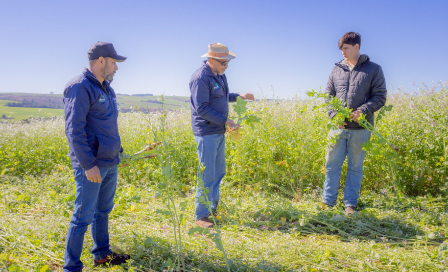 Nabo é aliado de produtores como plantio de entressafra, aponta pesquisa da UEPG
