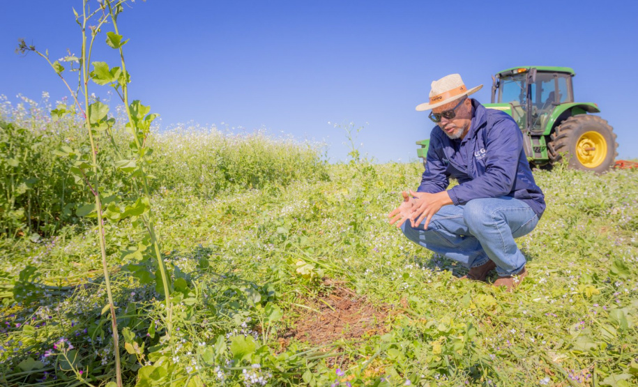 Nabo é aliado de produtores como plantio de entressafra, aponta pesquisa da UEPG