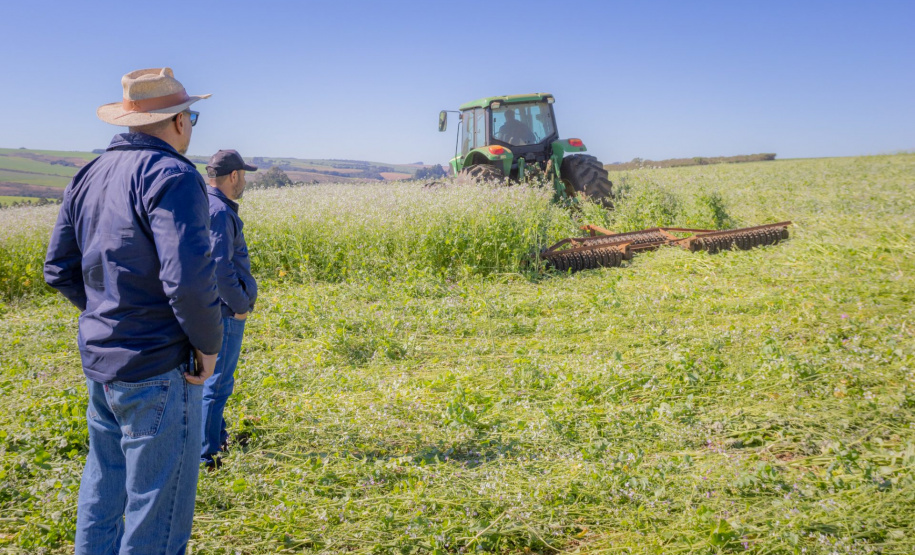 Nabo é aliado de produtores como plantio de entressafra, aponta pesquisa da UEPG