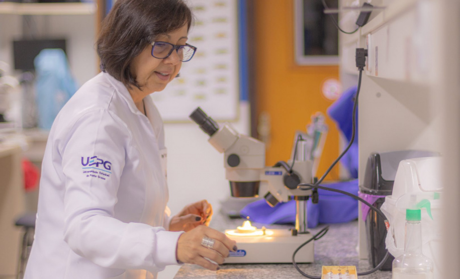 Besouro Saltador dos Campos Gerais: pesquisadores da UEPG descobrem nova espécie