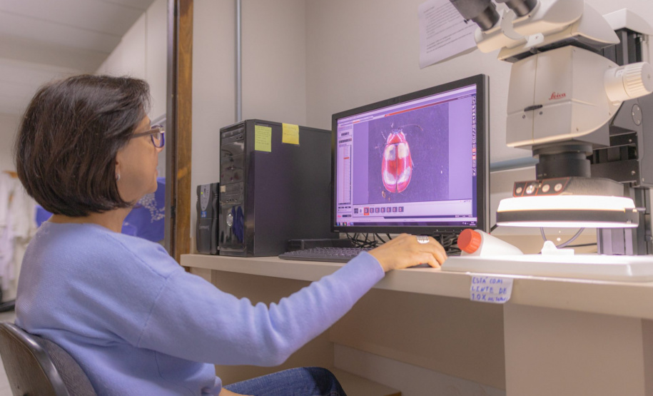 Besouro Saltador dos Campos Gerais: pesquisadores da UEPG descobrem nova espécie