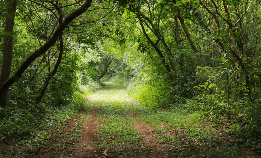 Caminhos do Peabiru: Lapa e Curitiba recebem oficinas para mapear rota turística milenar