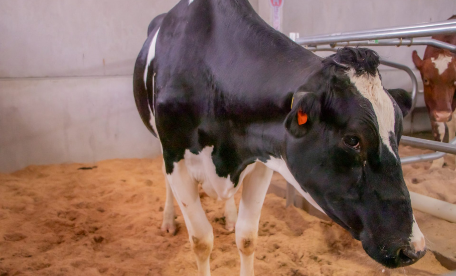 UEPG apresenta Escola de Queijo e outros projetos na Agroleite em Castro
