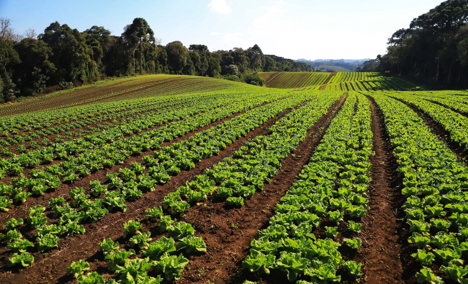 Paraná amplia vantagem como maior produtor de orgânicos do país