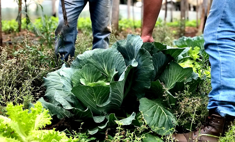 Paraná amplia vantagem como maior produtor de orgânicos do país