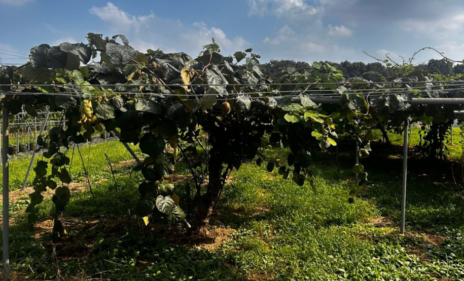 Missão ao Japão fortalece cooperação em pesquisa, biociências e tecnologia