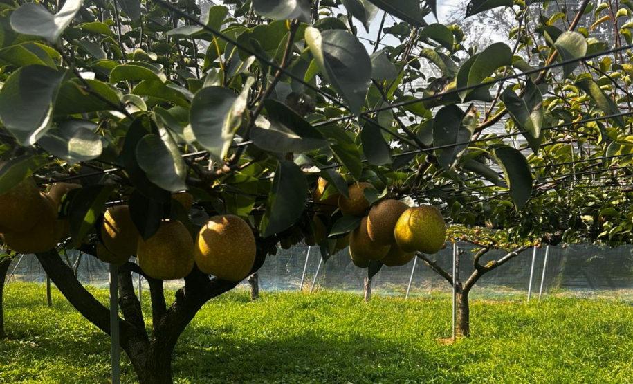 Missão ao Japão fortalece cooperação em pesquisa, biociências e tecnologia