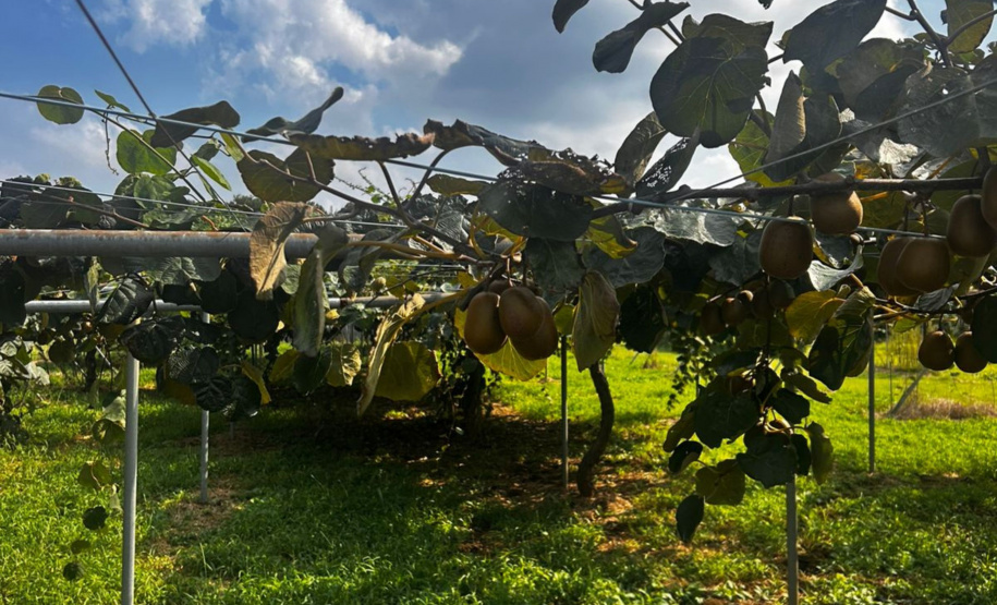 Missão ao Japão fortalece cooperação em pesquisa, biociências e tecnologia
