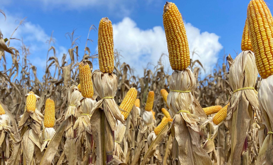 Seminário: IDR-PR apresenta caminhos para aumento da produção sustentável do milho