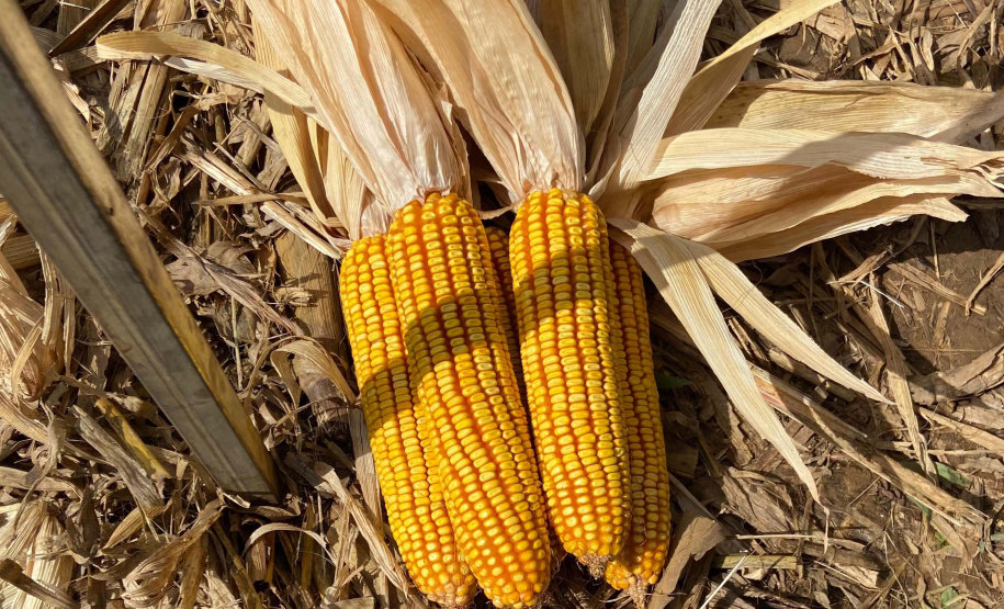 Seminário: IDR-PR apresenta caminhos para aumento da produção sustentável do milho