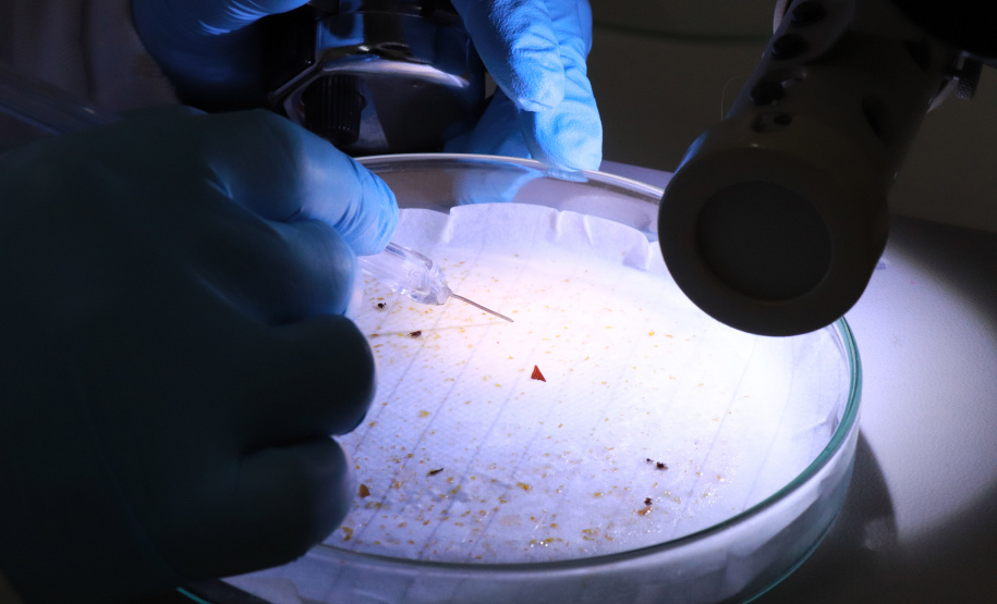 Alimentação escolar: controle rigoroso garante cardápios nutritivos e saudáveis no Paraná