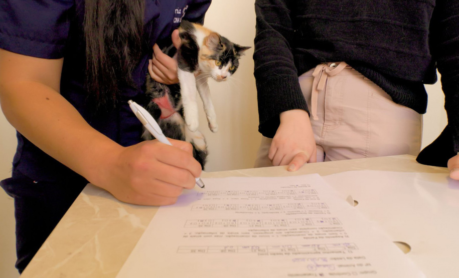 Pesquisa da UEPG desenvolve gel à base de tilápia que trata feridas em animais