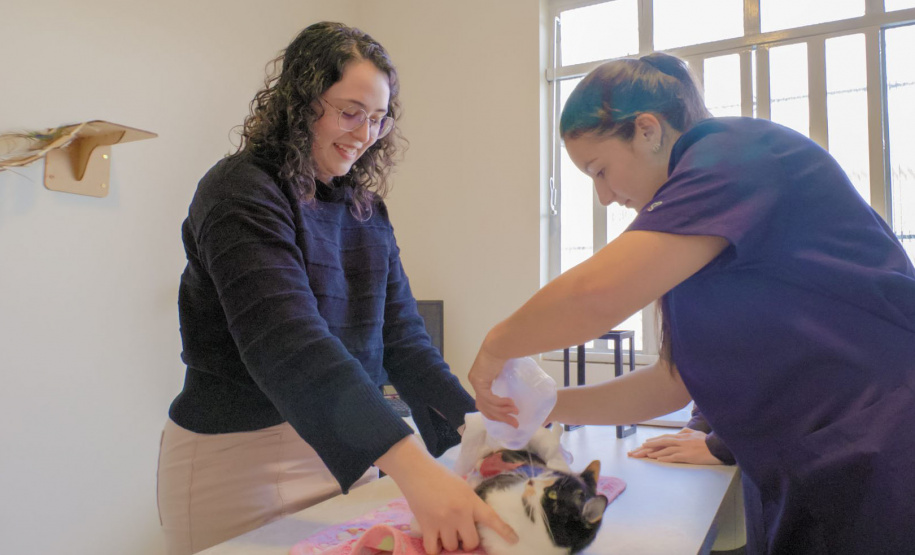 Pesquisa da UEPG desenvolve gel à base de tilápia que trata feridas em animais