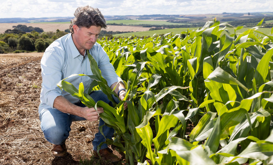 Paraná oferece programa pioneiro para validação de inventários de carbono