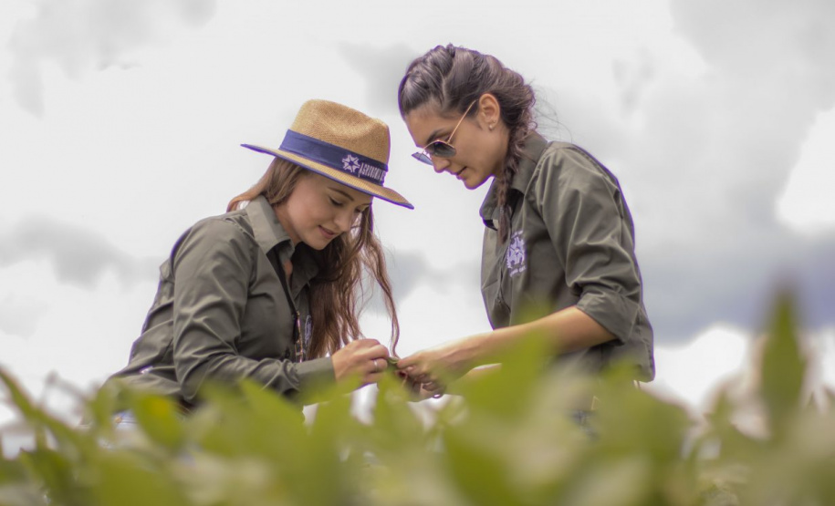 Paraná incentiva pesquisa com bolsas que cobrem trajetória acadêmica e profissional