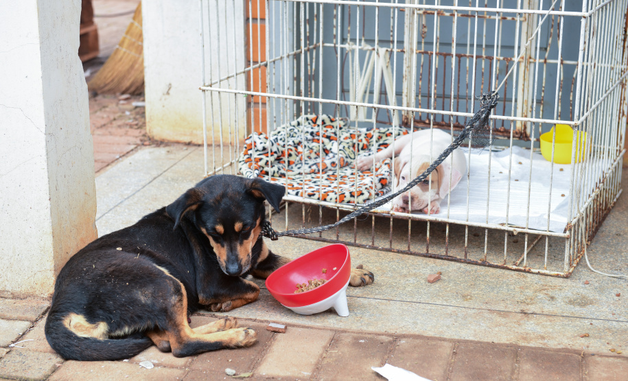 Unicentro lidera atendimento a animais silvestres vítimas do tornado no Paraná