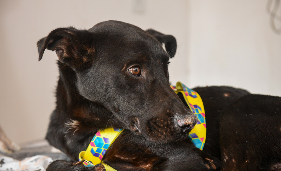 Unicentro lidera atendimento a animais silvestres vítimas do tornado no Paraná