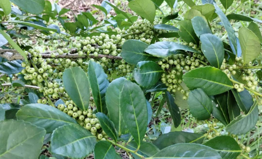 Arranjo de pesquisa sobre erva-mate vai impulsionar inovações na cadeia produtiva