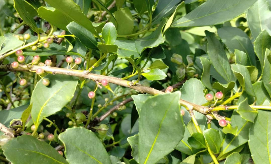 Arranjo de pesquisa sobre erva-mate vai impulsionar inovações na cadeia produtiva