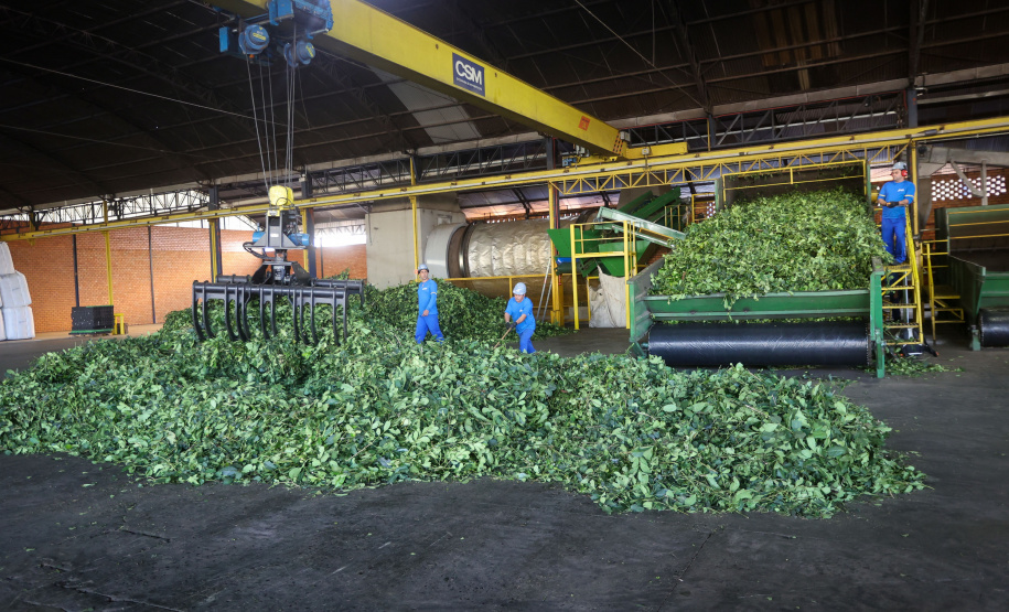 Arranjo de pesquisa sobre erva-mate vai impulsionar inovações na cadeia produtiva