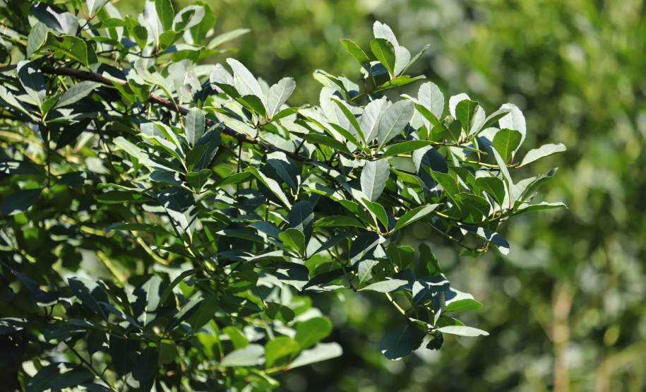 Arranjo de pesquisa sobre erva-mate vai impulsionar inovações na cadeia produtiva