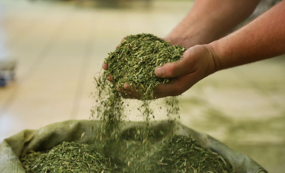 Arranjo de pesquisa sobre erva-mate vai impulsionar inovações na cadeia produtiva