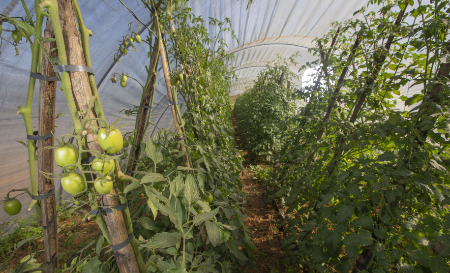 Produtor orgânico certificado pelo Tecpar tem juros reduzidos no Plano Safra