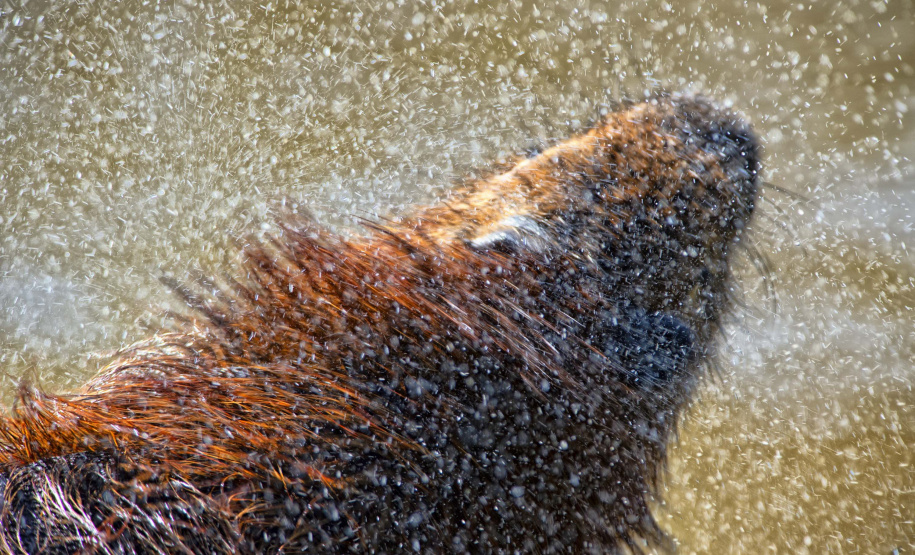 IAT assina convênio com a Prefeitura de Curitiba e amplia atendimento à fauna silvestre