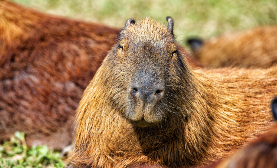 IAT assina convênio com a Prefeitura de Curitiba e amplia atendimento à fauna silvestre