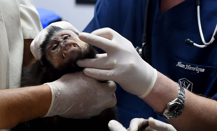 IAT assina convênio com a Prefeitura de Curitiba e amplia atendimento à fauna silvestre