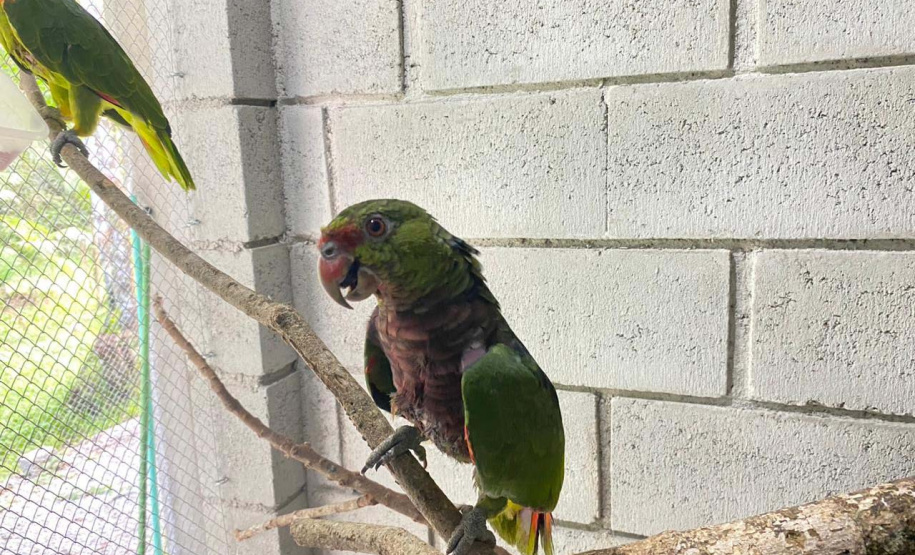 IAT reforça pronto atendimento à fauna silvestre do Litoral para a temporada de verão