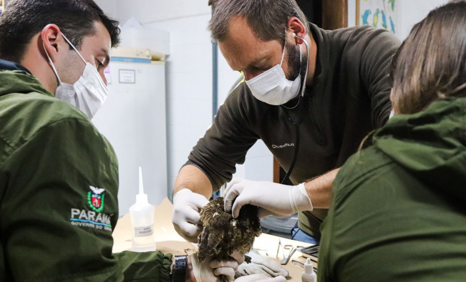 IAT reforça pronto atendimento à fauna silvestre do Litoral para a temporada de verão