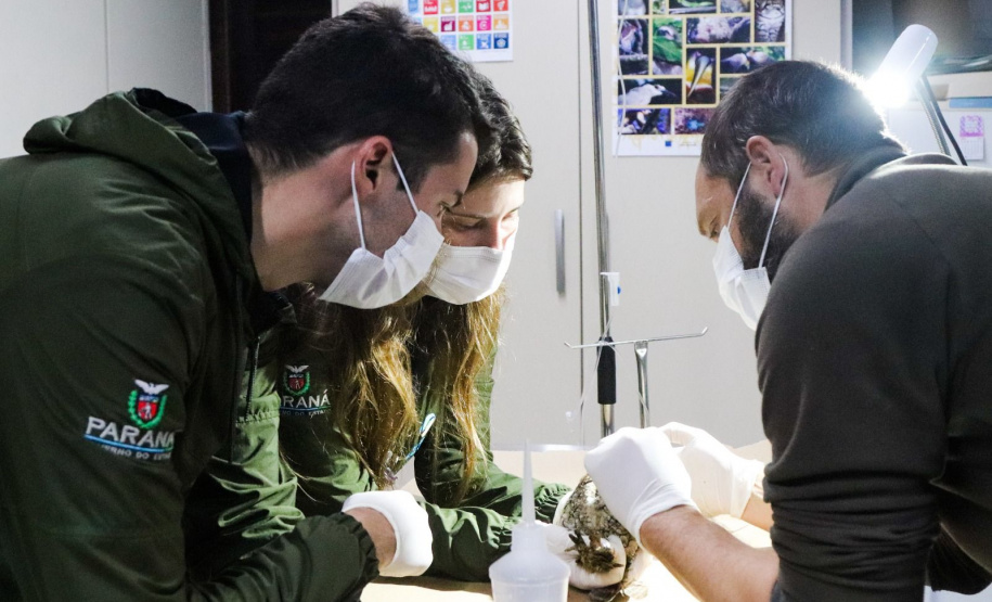 IAT reforça pronto atendimento à fauna silvestre do Litoral para a temporada de verão