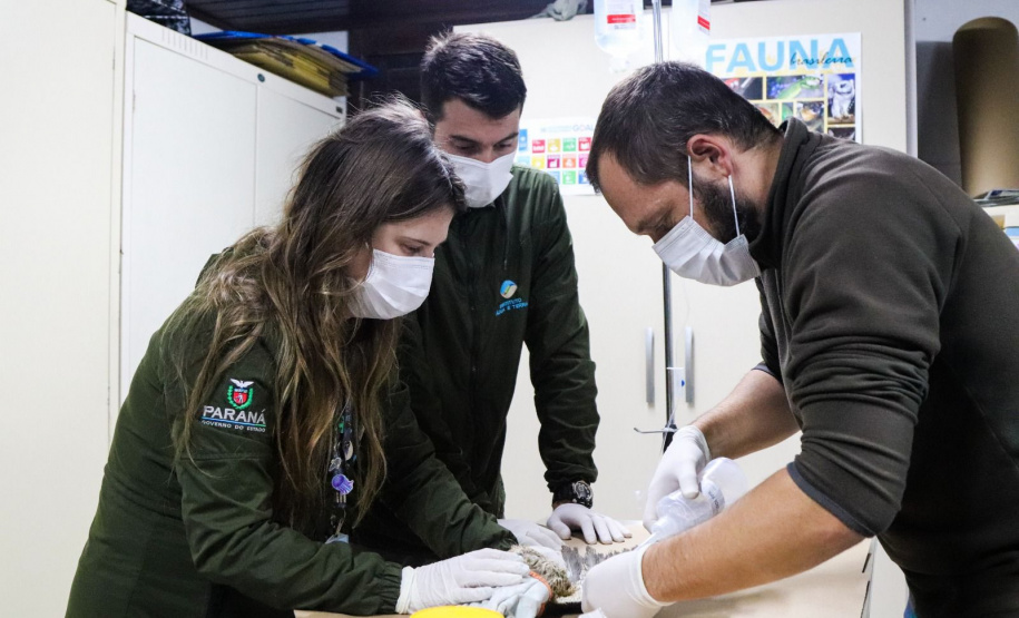 IAT reforça pronto atendimento à fauna silvestre do Litoral para a temporada de verão