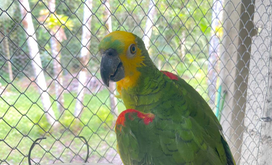 IAT reforça pronto atendimento à fauna silvestre do Litoral para a temporada de verão