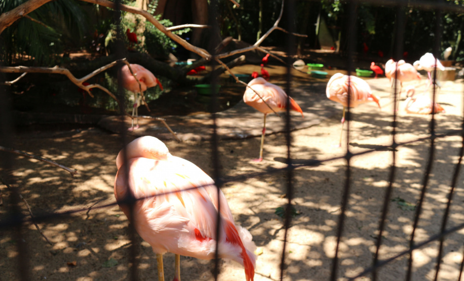 Cegos testam crachá desenvolvido na Unioeste que lê e descreve imagens com IA