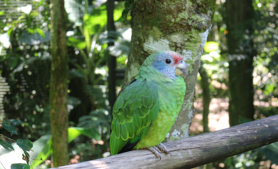 Cegos testam crachá desenvolvido na Unioeste que lê e descreve imagens com IA