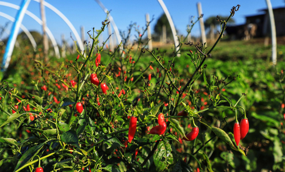 Paraná inicia censo inédito para mapear perfil da agricultura orgânica no Estado