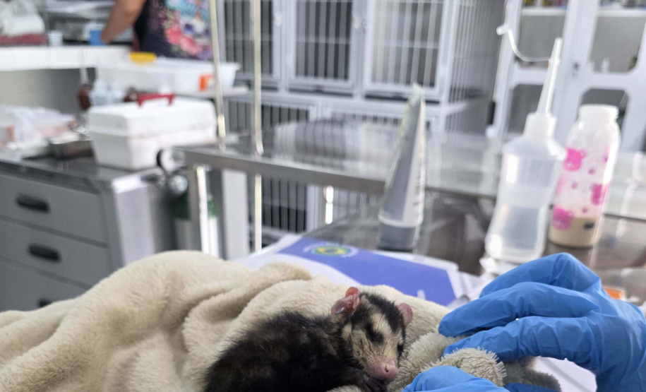 Rede de apoio: atendimento à fauna silvestre aumenta 61,3% em um ano no Paraná